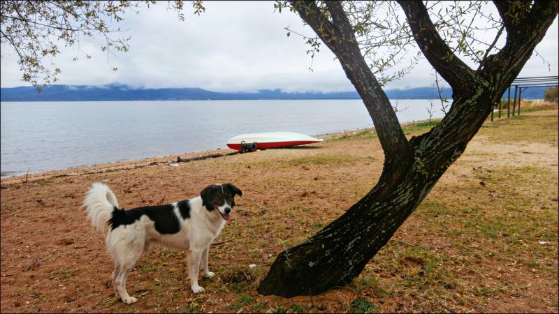 Milko, tree
